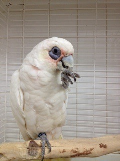 bare eyed cockatoo personality