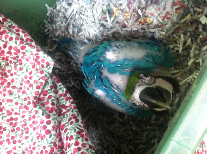 blueandgoldmacaw