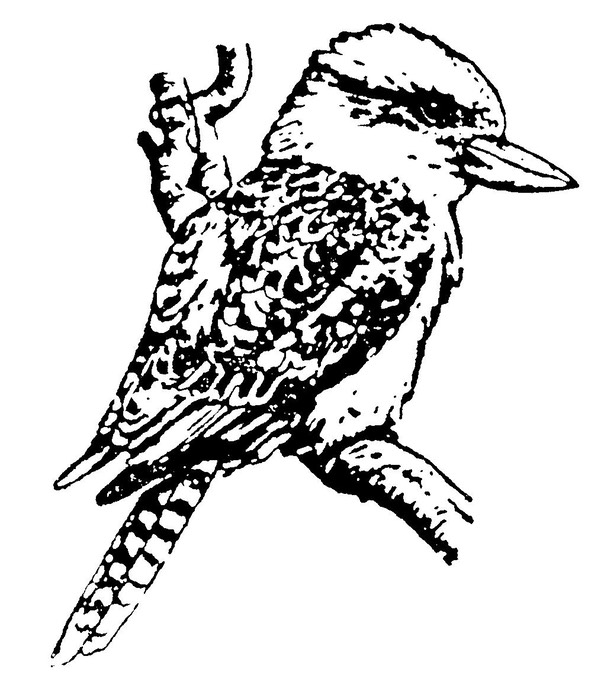 kookaburra