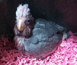 Rose Breasted Cockatoo