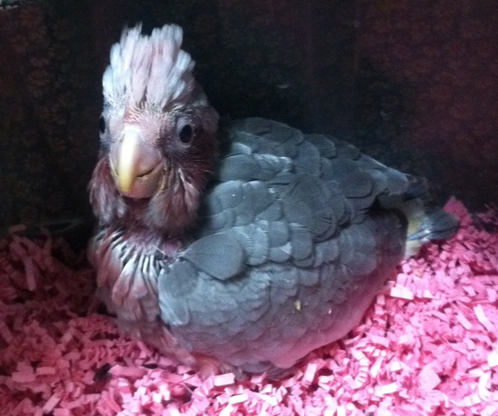 pink breasted cockatoo for sale